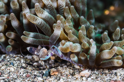 Shrimp