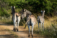 Wildlife
