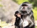 Crab-eating macaque (Macacae fascicularis)
