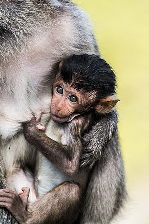 Crab-eating macaque (Macacae fascicularis)